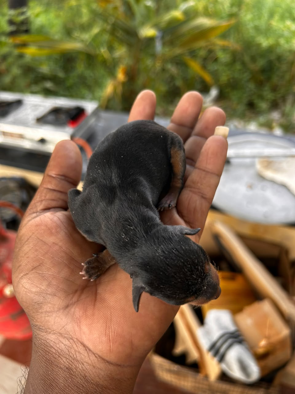Puppies Moment